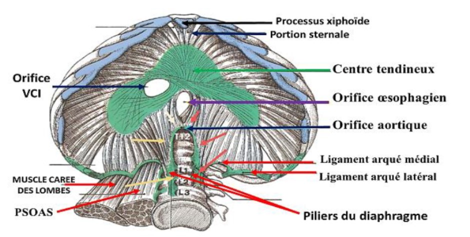 ijapr1004_figure2