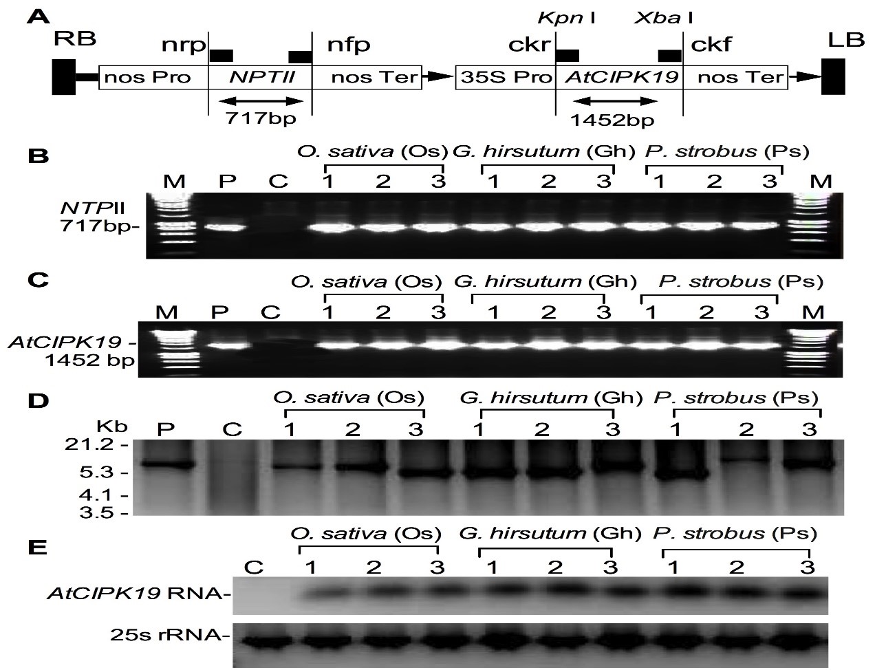 ijbm1002-figure1