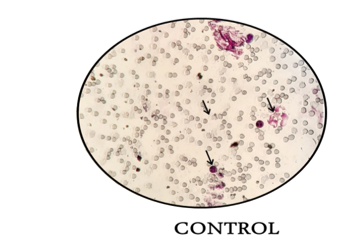 ijbm1029_figure1