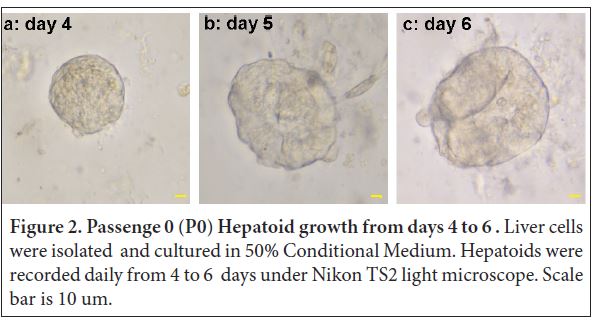 ijcgh1002-figure 2