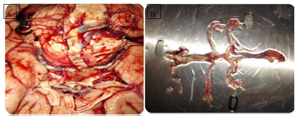 ijfs1003_figure3