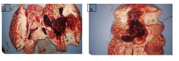 ijfs1003_figure5