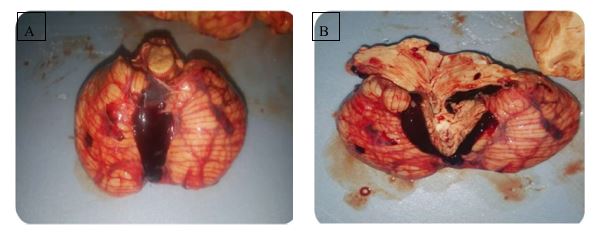 ijfs1003_figure6