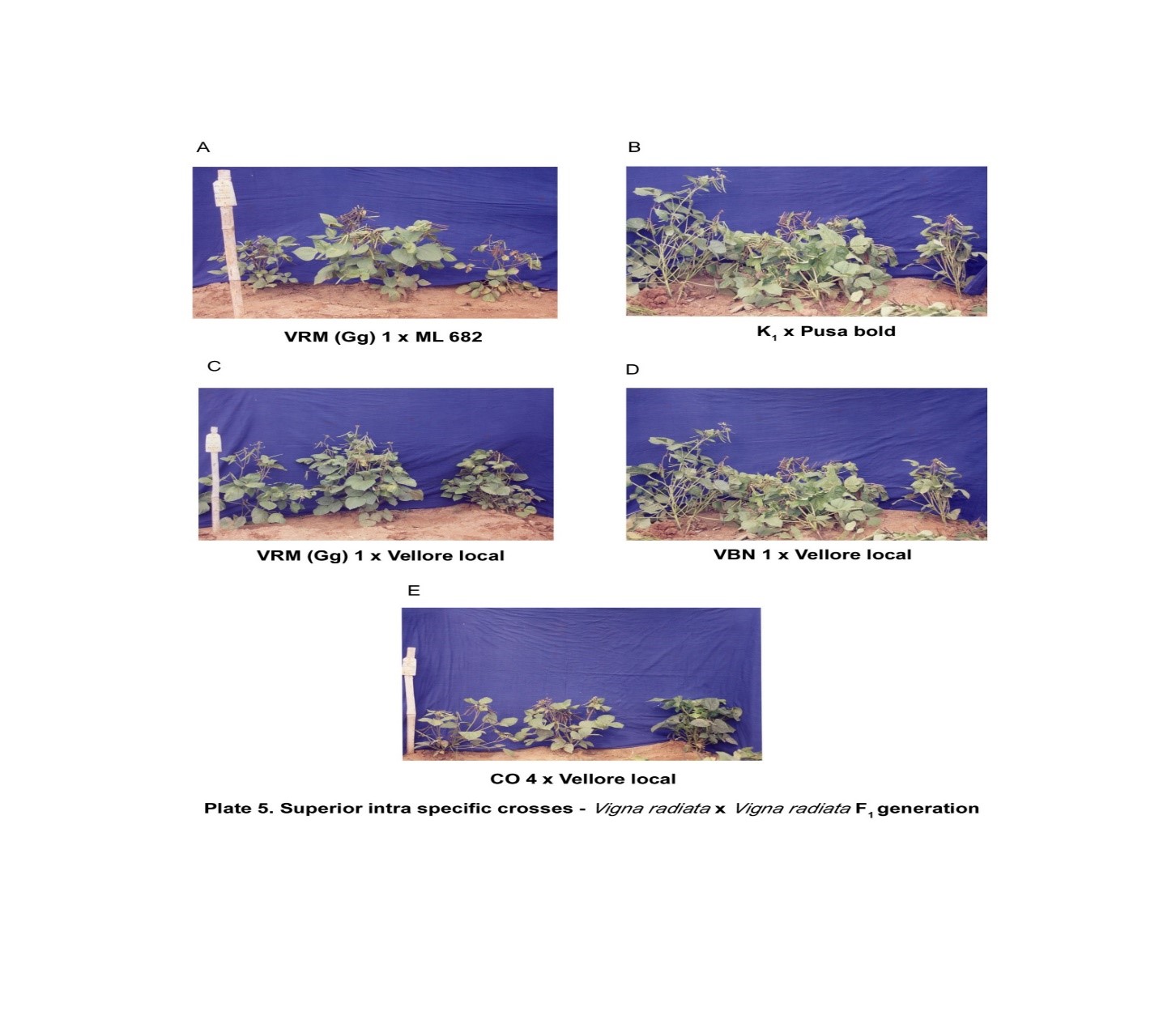 ijpsh1019-figure8