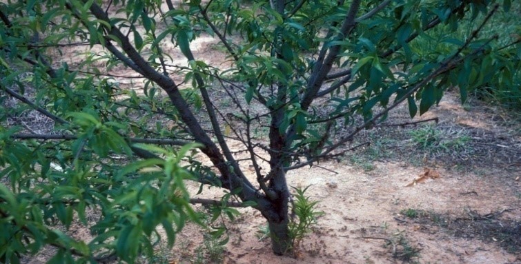 ijpsh1039_figure 12
