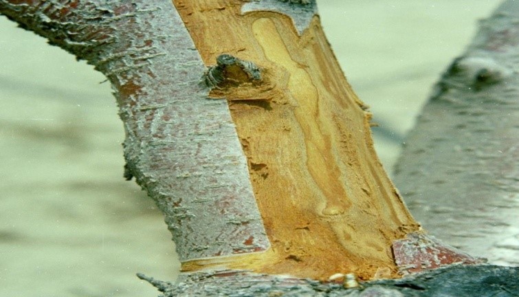 ijpsh1039_figure 13