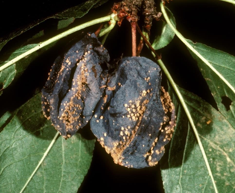 ijpsh1039_figure 38
