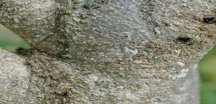 ijpsh1039_figure 64