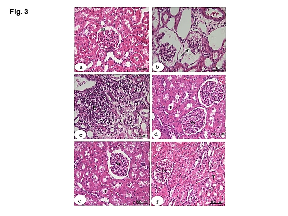 jvsr1010-figure 3