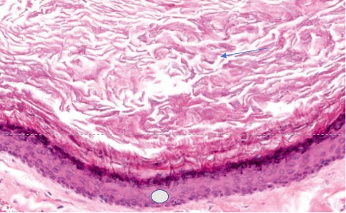 ojor1011_figure3